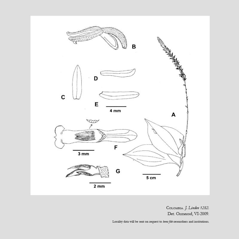 Microchilus ibaguensis